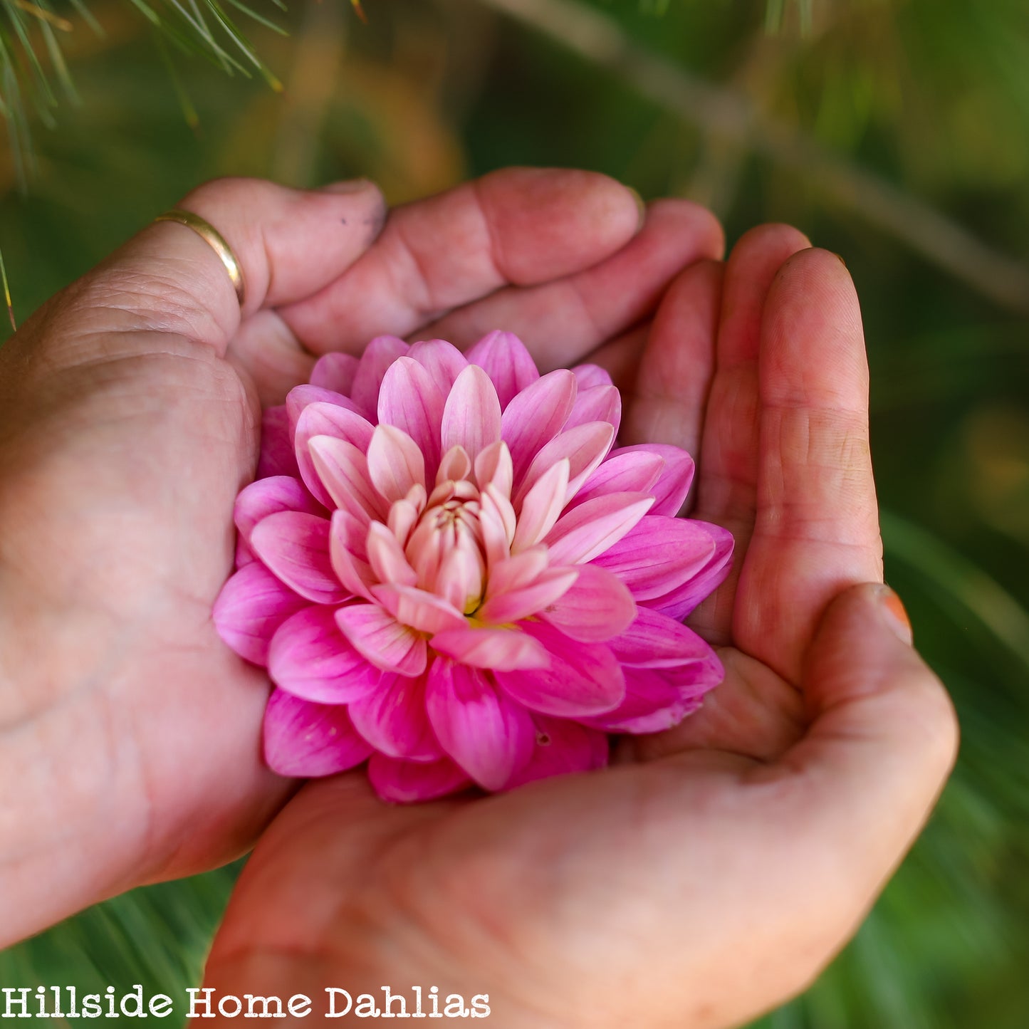 Hollyhill Pink Parfait Tuber (Limit One)