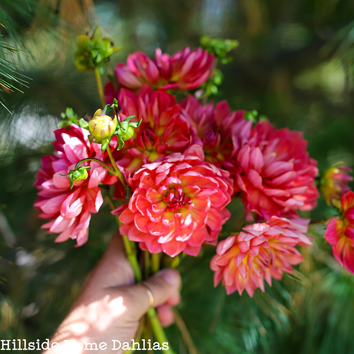 Hollyhill Daydream Tuber