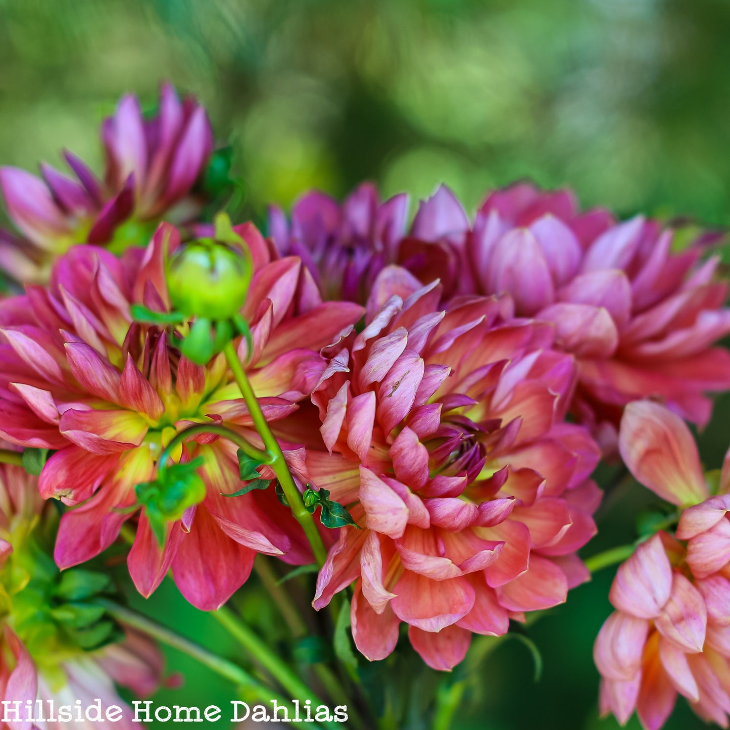 Hollyhill Daydream Rooted Cutting