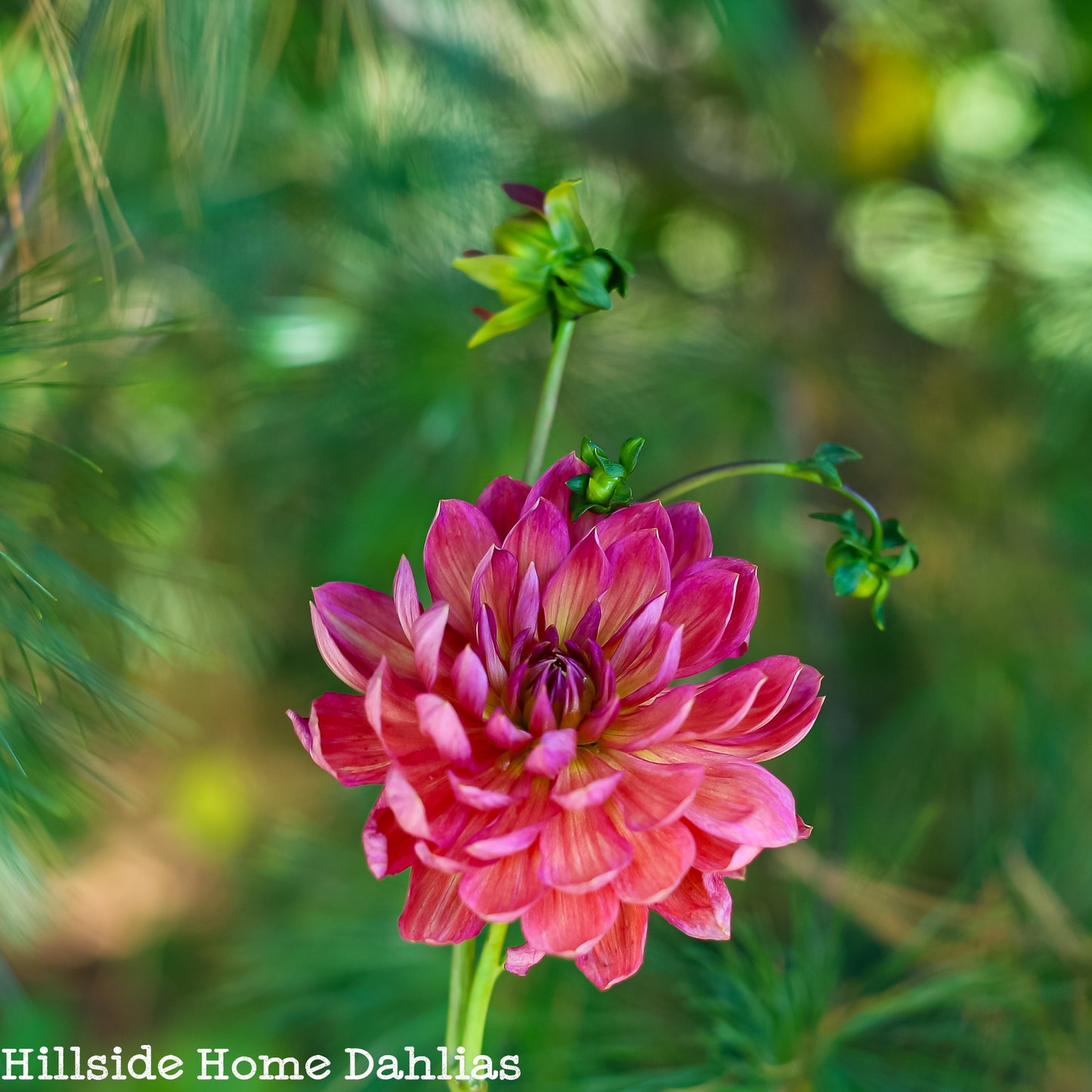 Hollyhill Daydream Tuber