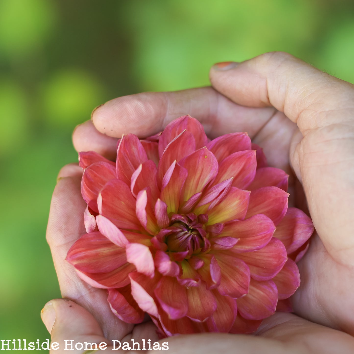 Hollyhill Daydream Tuber