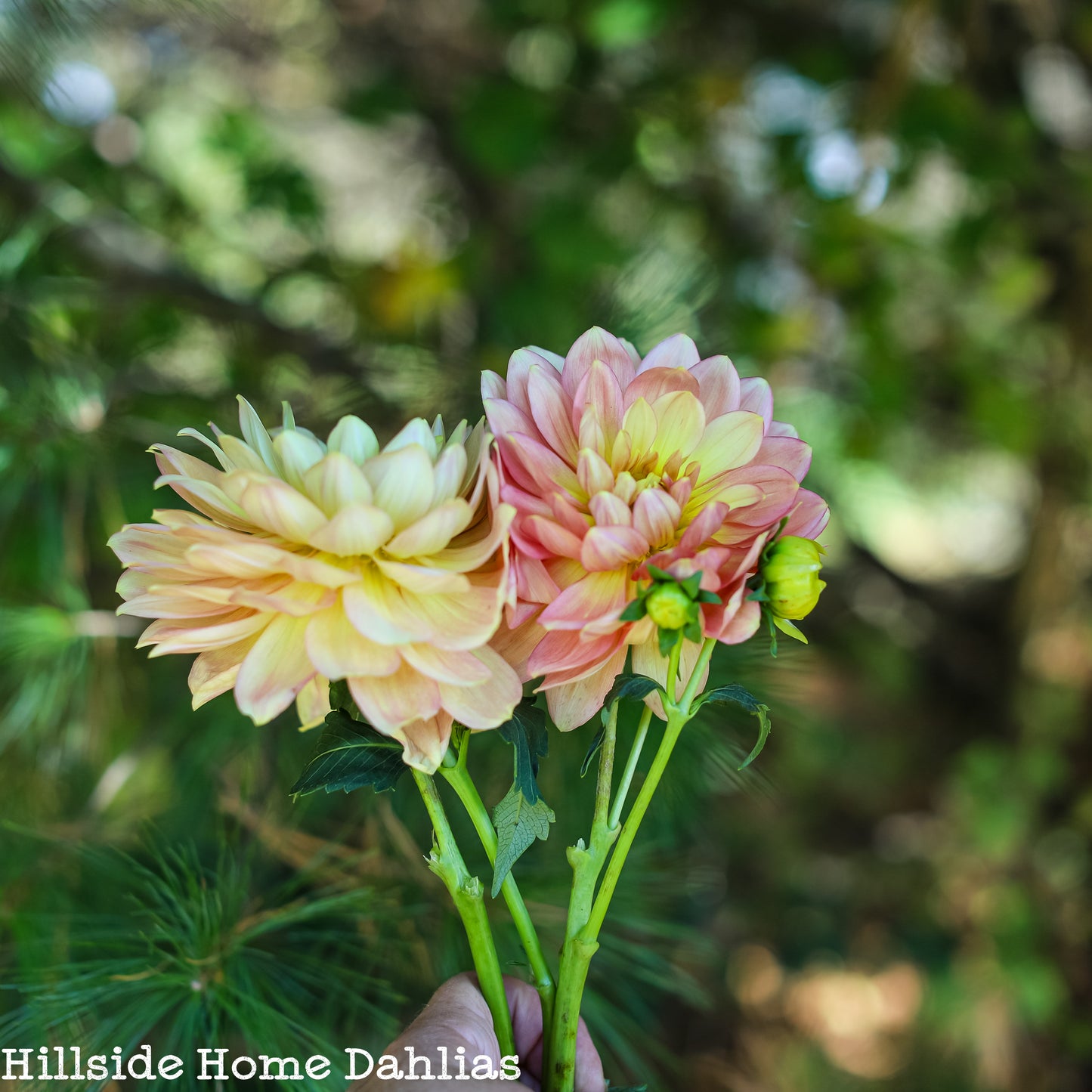 Lee's Lotus Land Dahlia