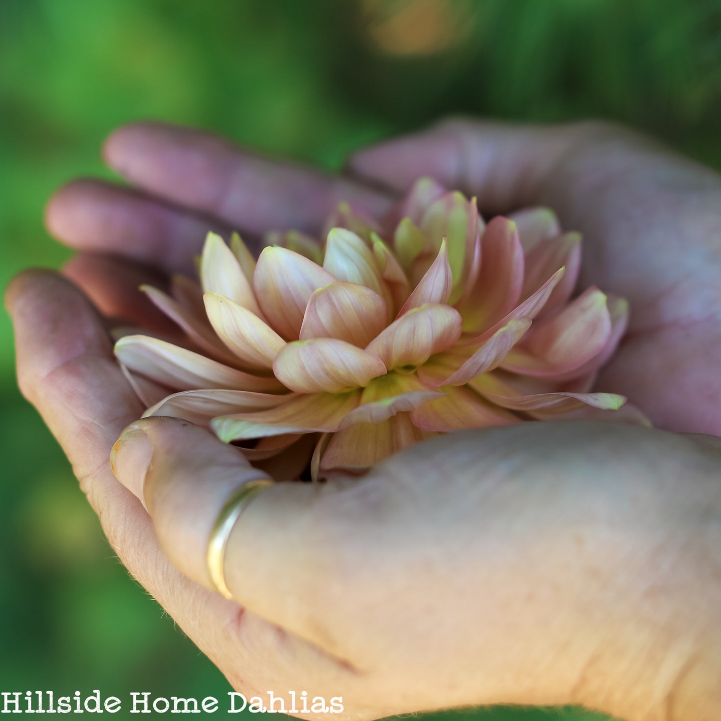 Lee's Lotus Land Dahlia