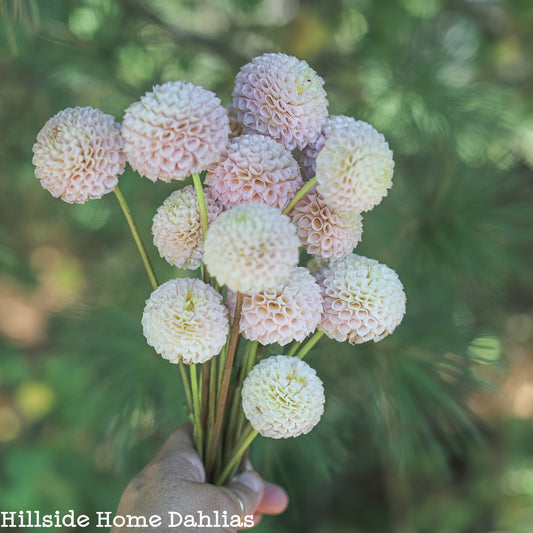 Irish D Porter Tuber