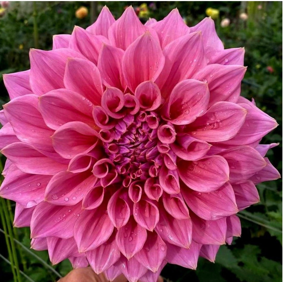 Formby Monarch Rooted Cutting