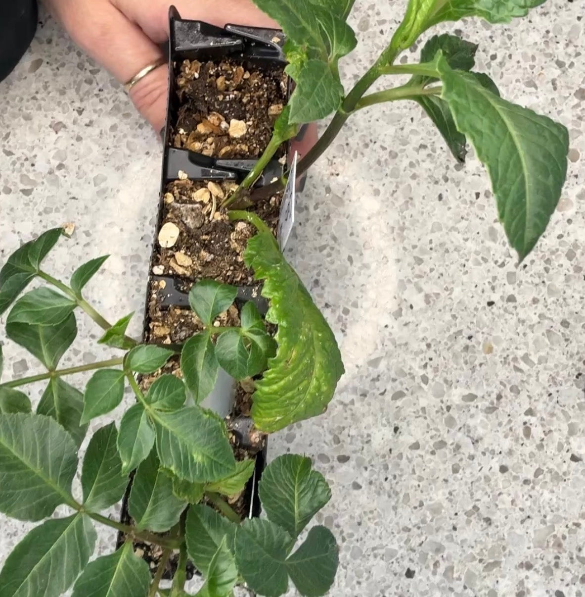 Load video: Hillside Home Dahlias Rooted Cuttings