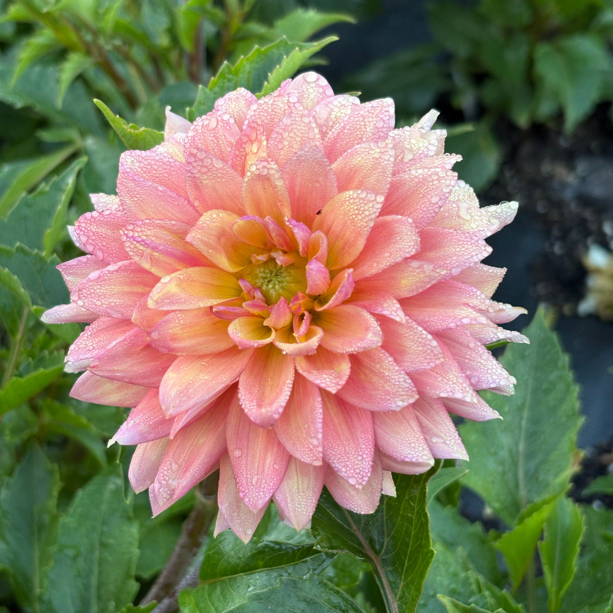 Florelie Seastar Rooted Cutting