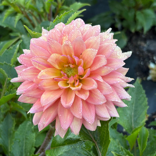 Florelie Seastar Rooted Cutting