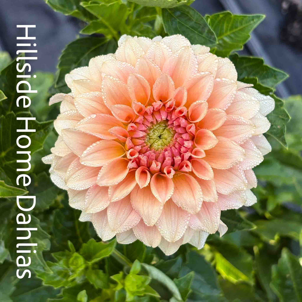 RM Peachy Pink Tuber