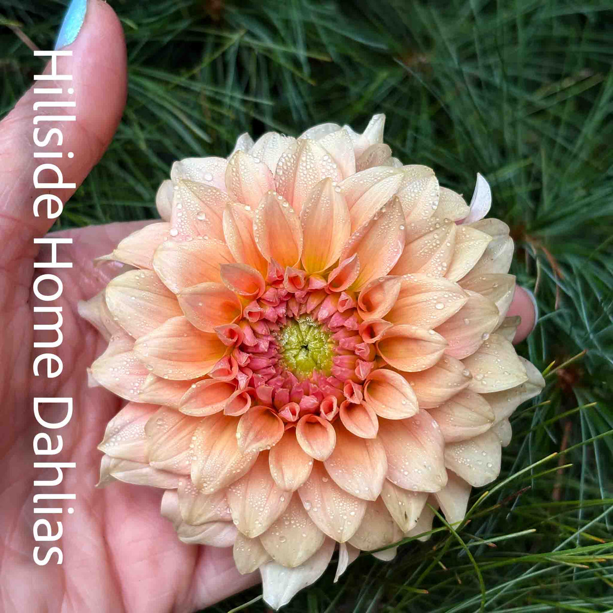 RM Peachy Pink Tuber