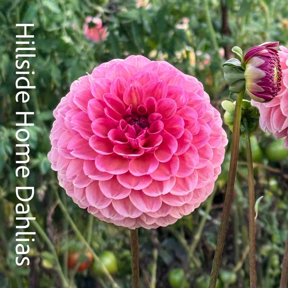 RM Honey Hive Tuber