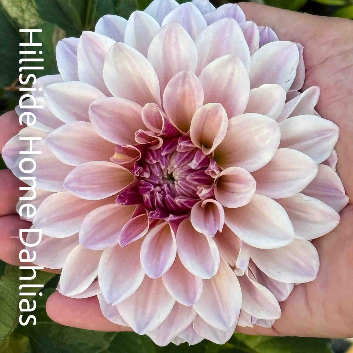 Florelie Antique Rooted Cutting
