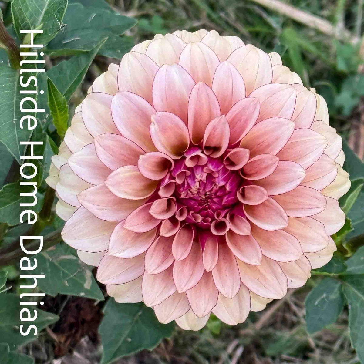 RM Rose Gold Tuber