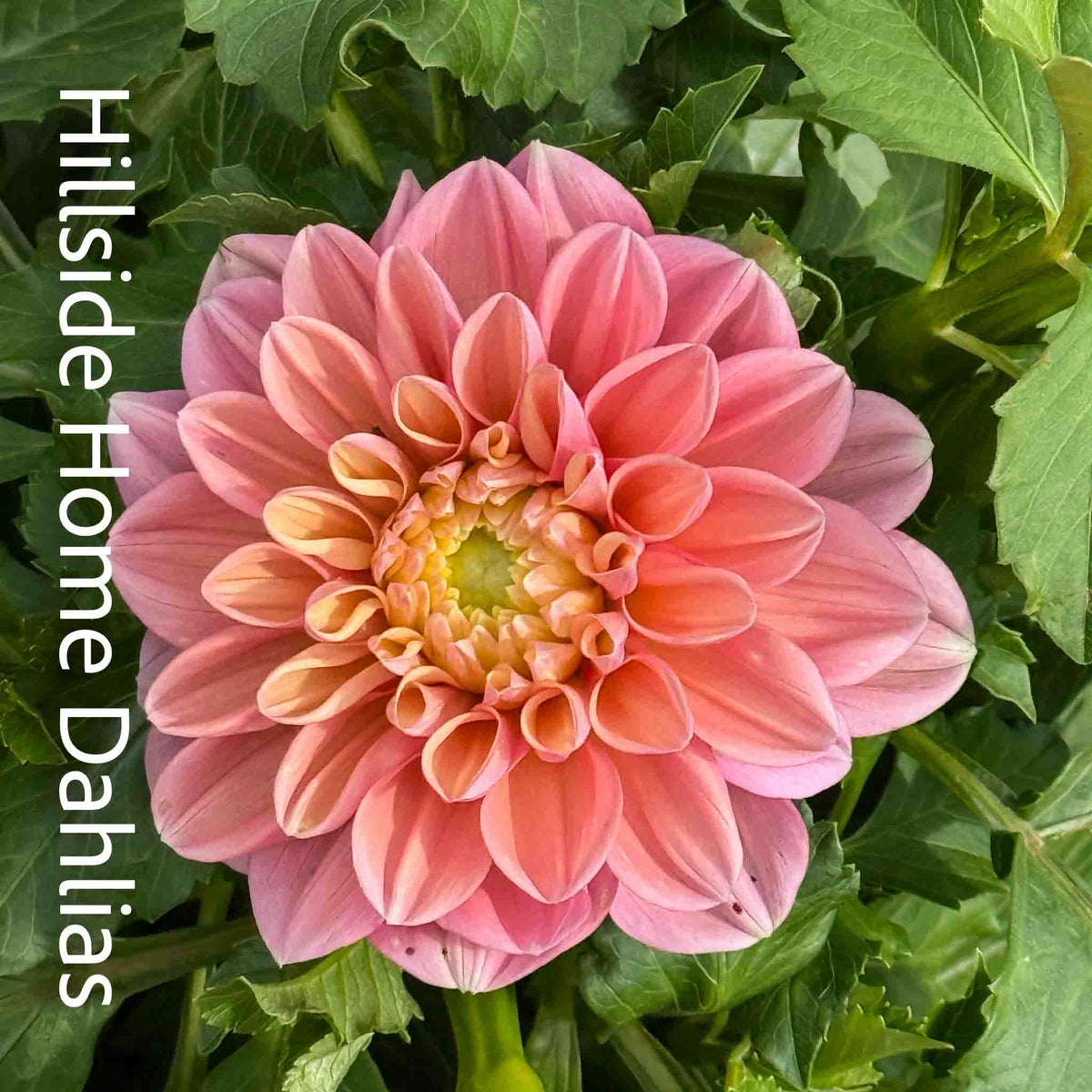 Florelie Kindness Tuber