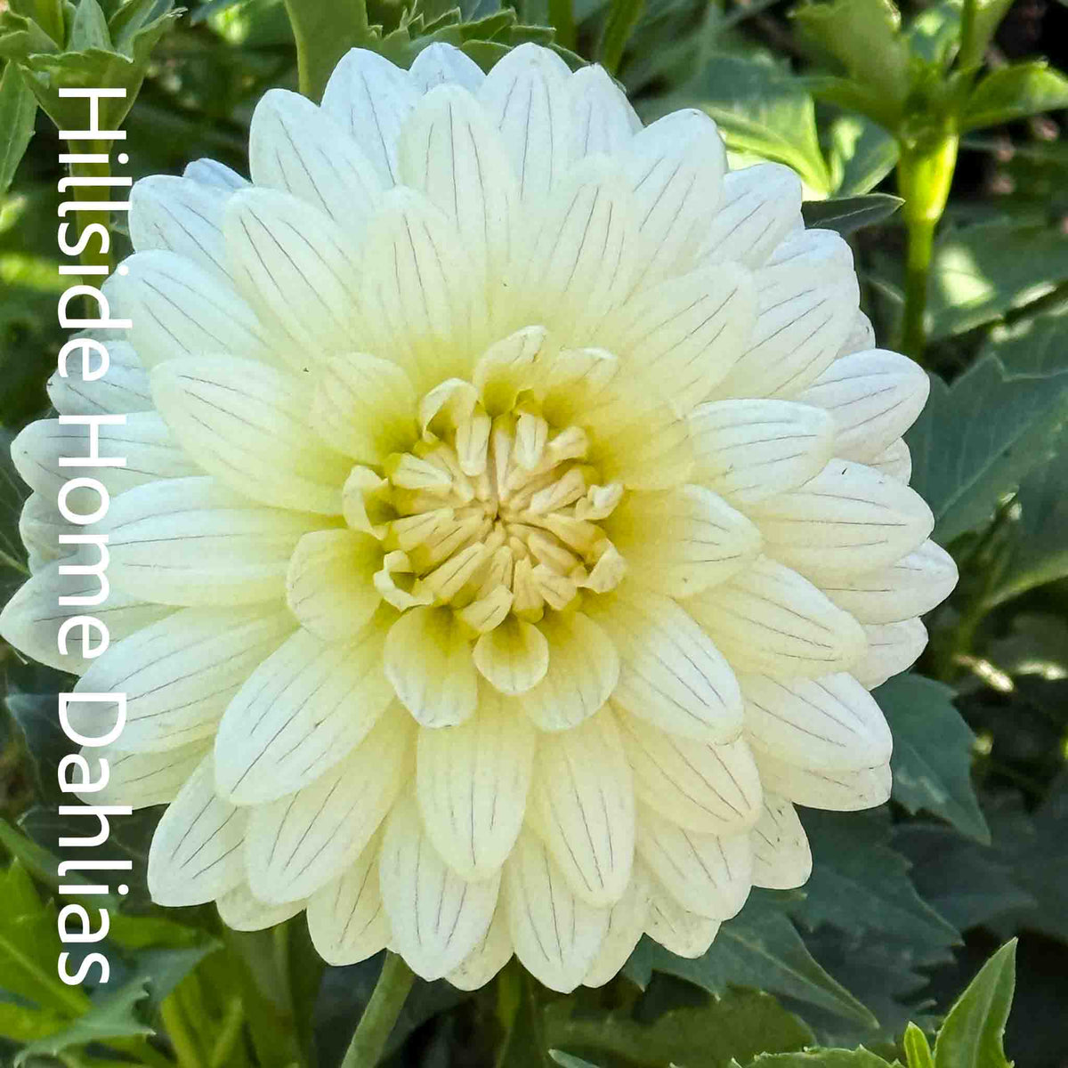 KA’s® Linen Rooted Cutting