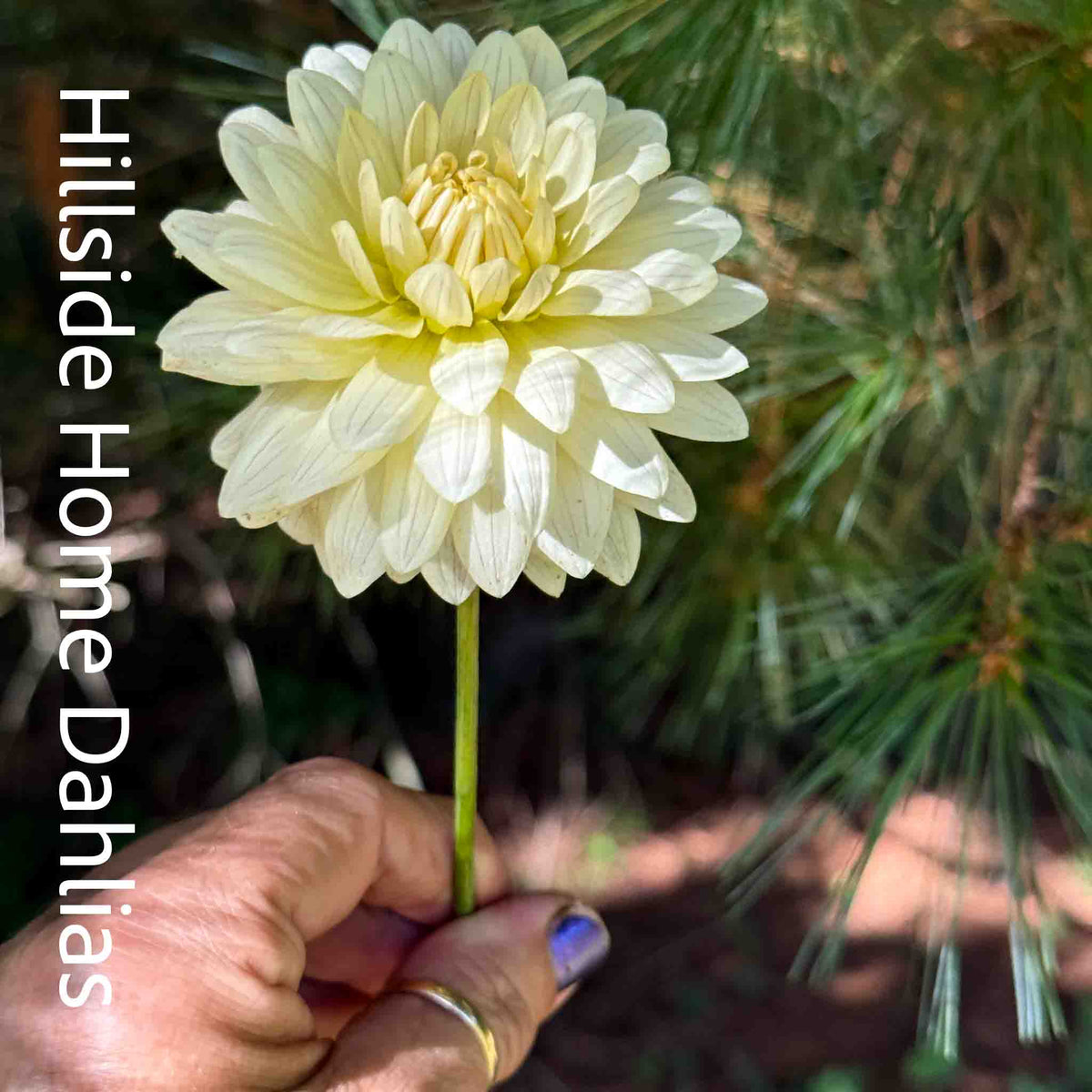 KA’s® Linen Rooted Cutting