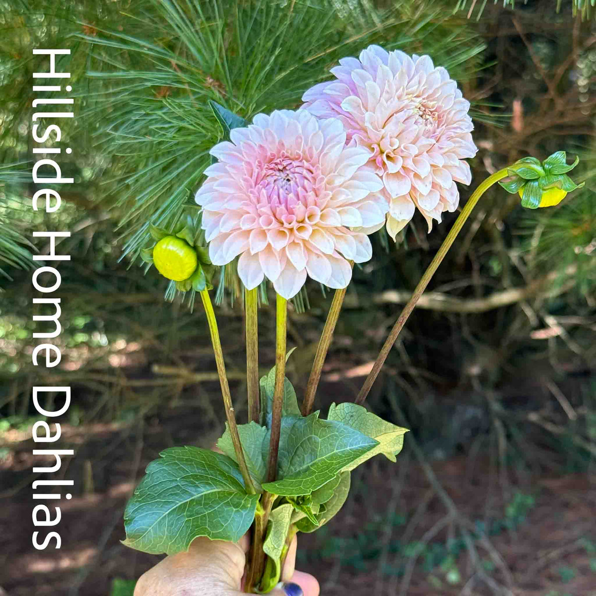 Bell's Caledonia Rooted Cutting