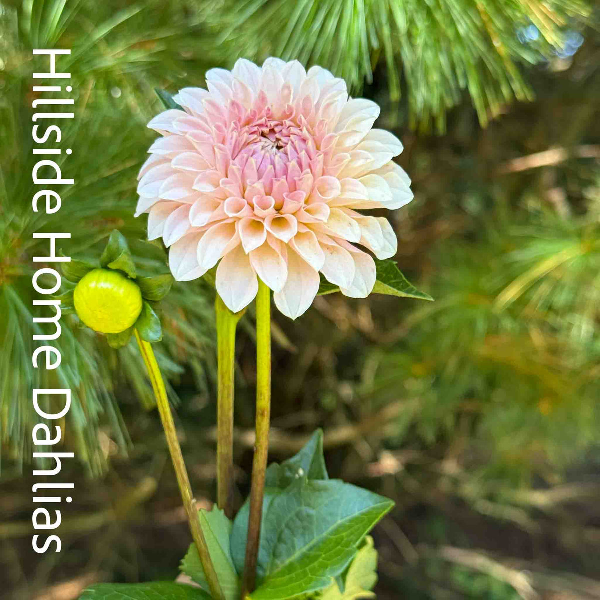 Bell's Caledonia Rooted Cutting
