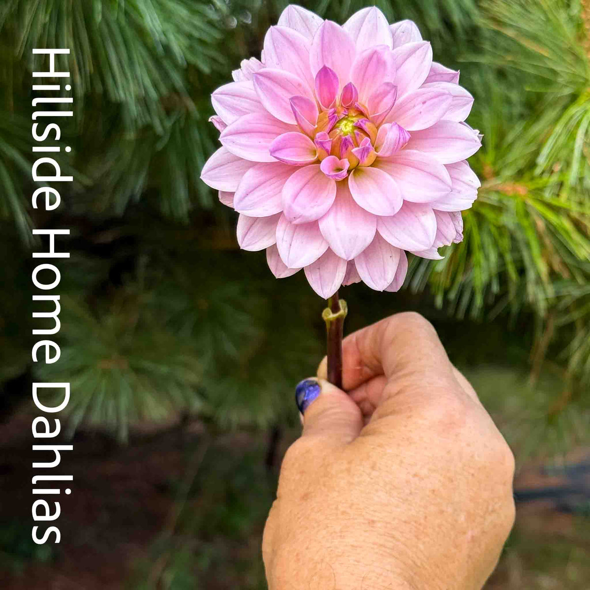 RM Sugar Plum Fairy Tuber