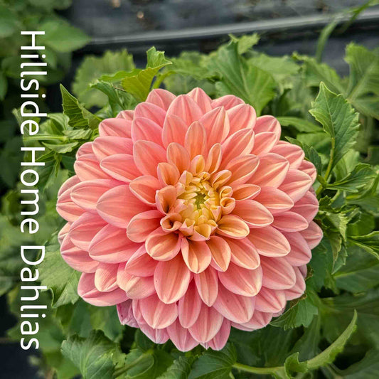 Florelie Kindness Rooted Cutting