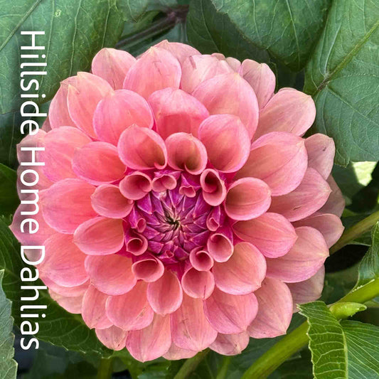 Burfoot Desert Rose Rooted Cutting