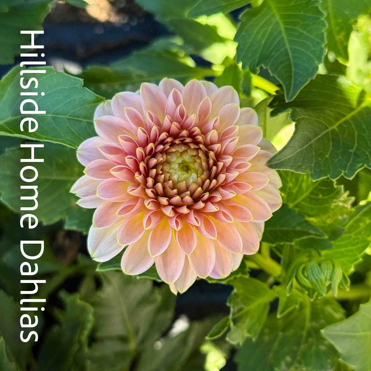KA’s® Morning Dew Tuber