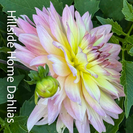 Burfoot Lotus Rooted Cutting