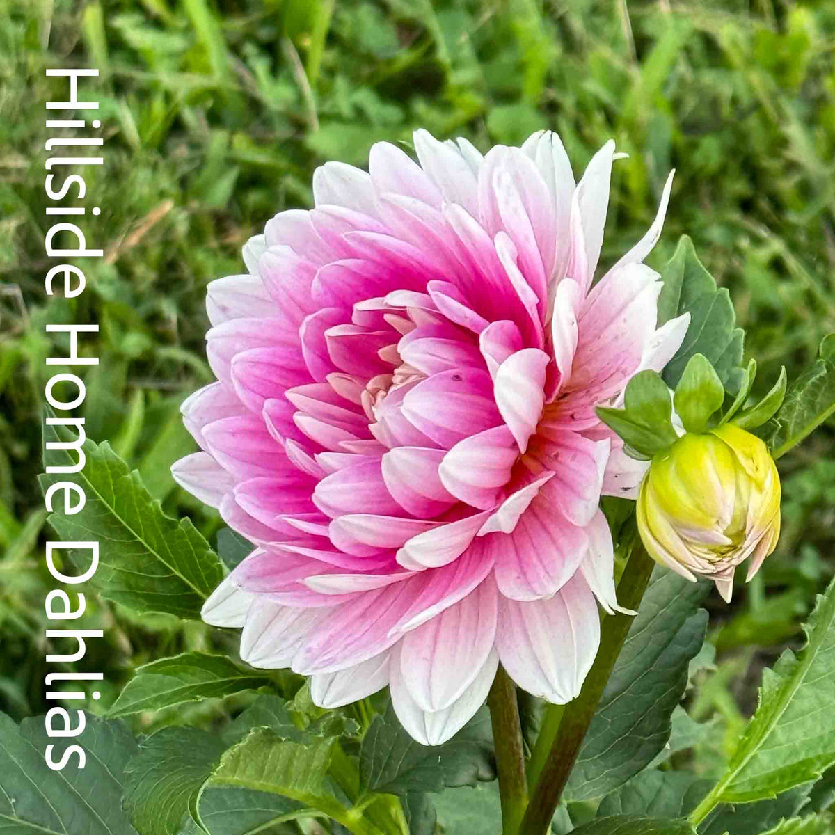 Hollyhill Pink Parfait Rooted Cutting