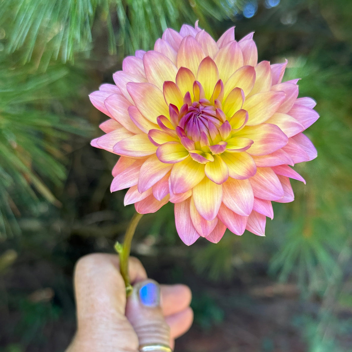 Florelie Seastar Rooted Cutting