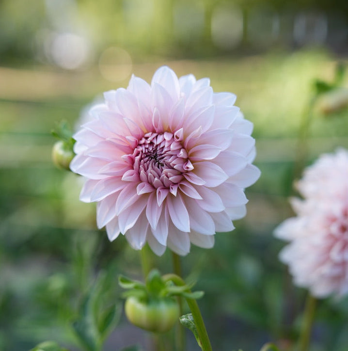 RM Baby Girl Rooted Cutting