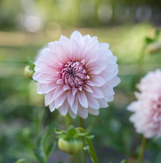 RM Baby Girl Rooted Cutting
