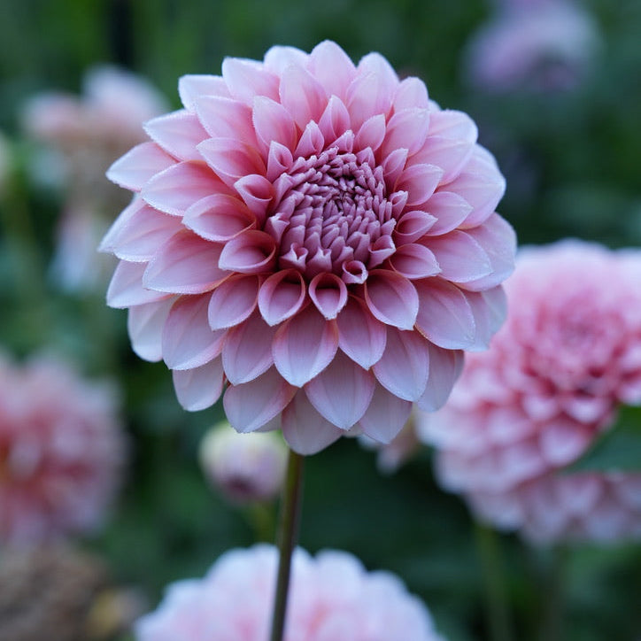 RM Baby Girl Rooted Cutting