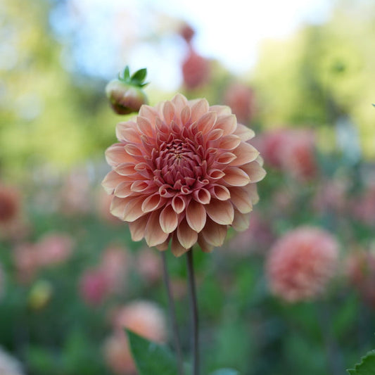 RM Glenny Penny Rooted Cutting