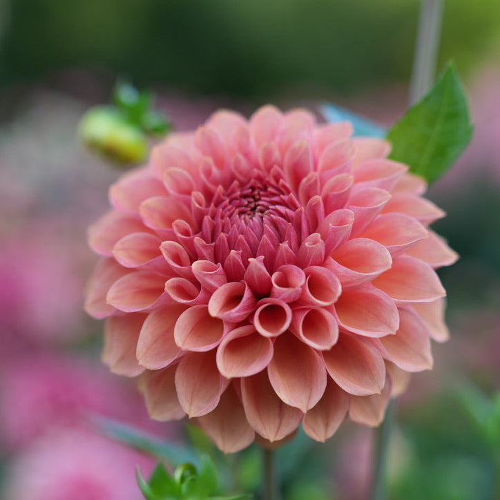 RM Glenny Penny Rooted Cutting