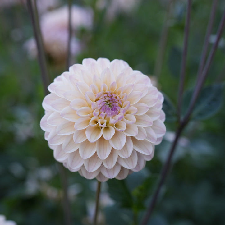 RM Karoline Rooted Cutting