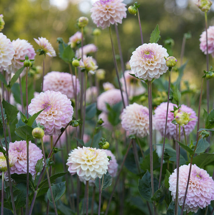 RM Karoline Rooted Cutting