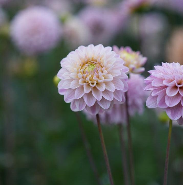 RM Karoline Rooted Cutting