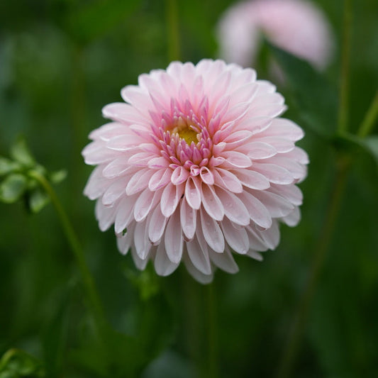 RM Parfait Rooted Cutting