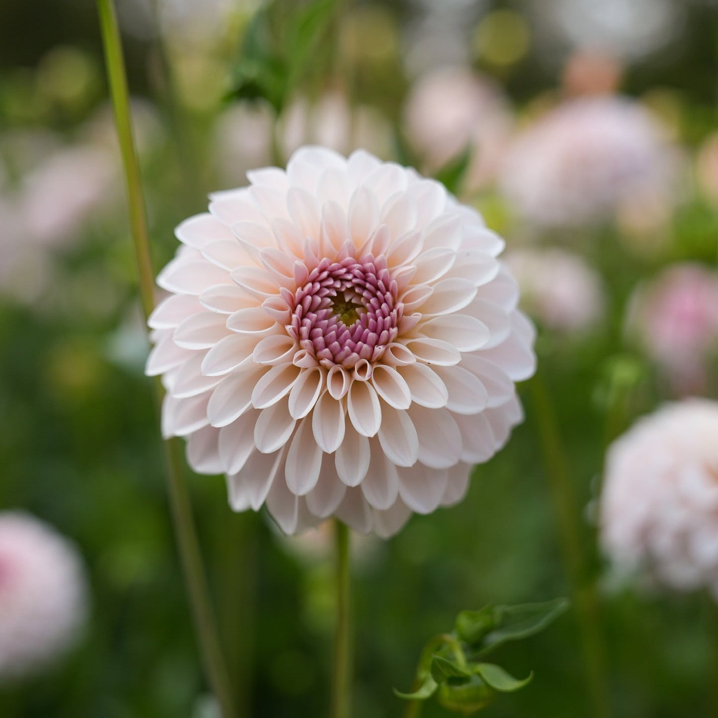 RM Parfait Rooted Cutting