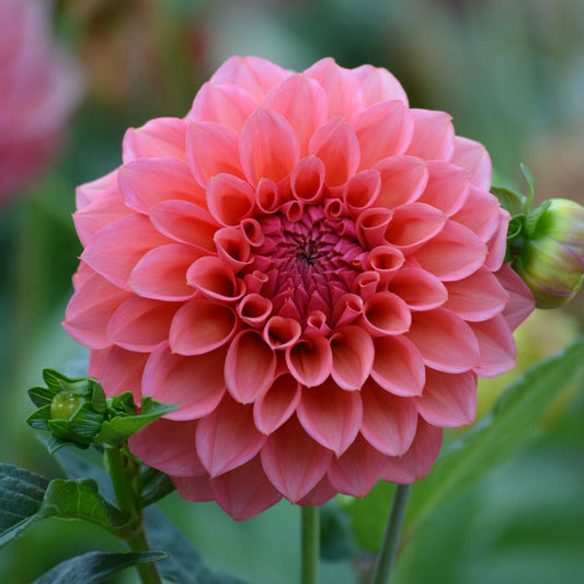 RM Pink Sugar Rooted Cutting