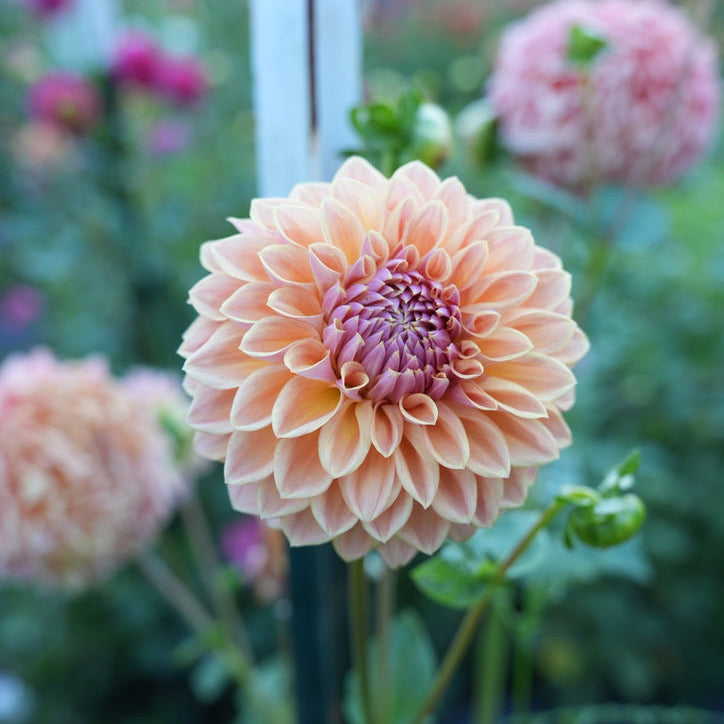 RM Summer Haze Rooted Cutting