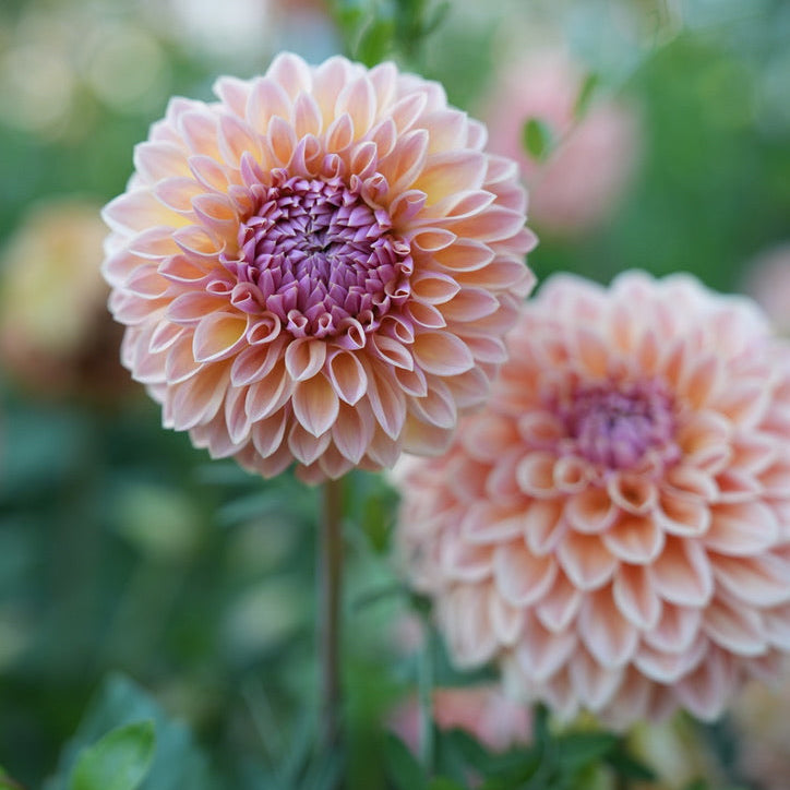 RM Summer Haze Rooted Cutting