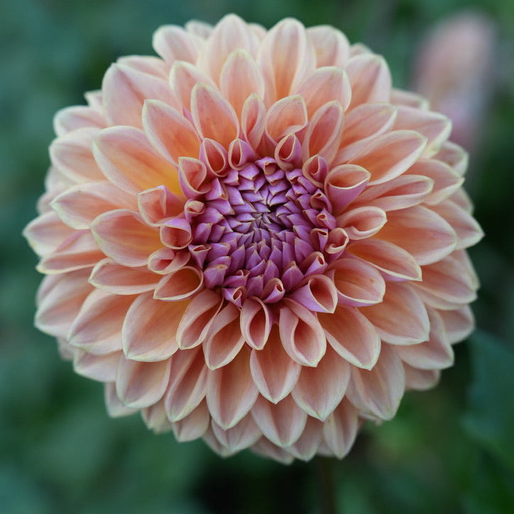 RM Summer Haze Rooted Cutting