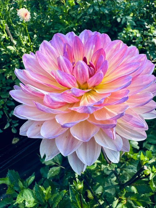 Sandia Bliss Rooted Cutting – Hillside Home Dahlias
